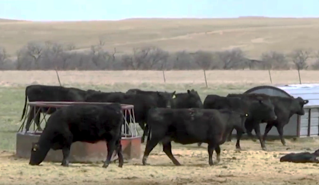 A small herd of black angus cattle eating forage.