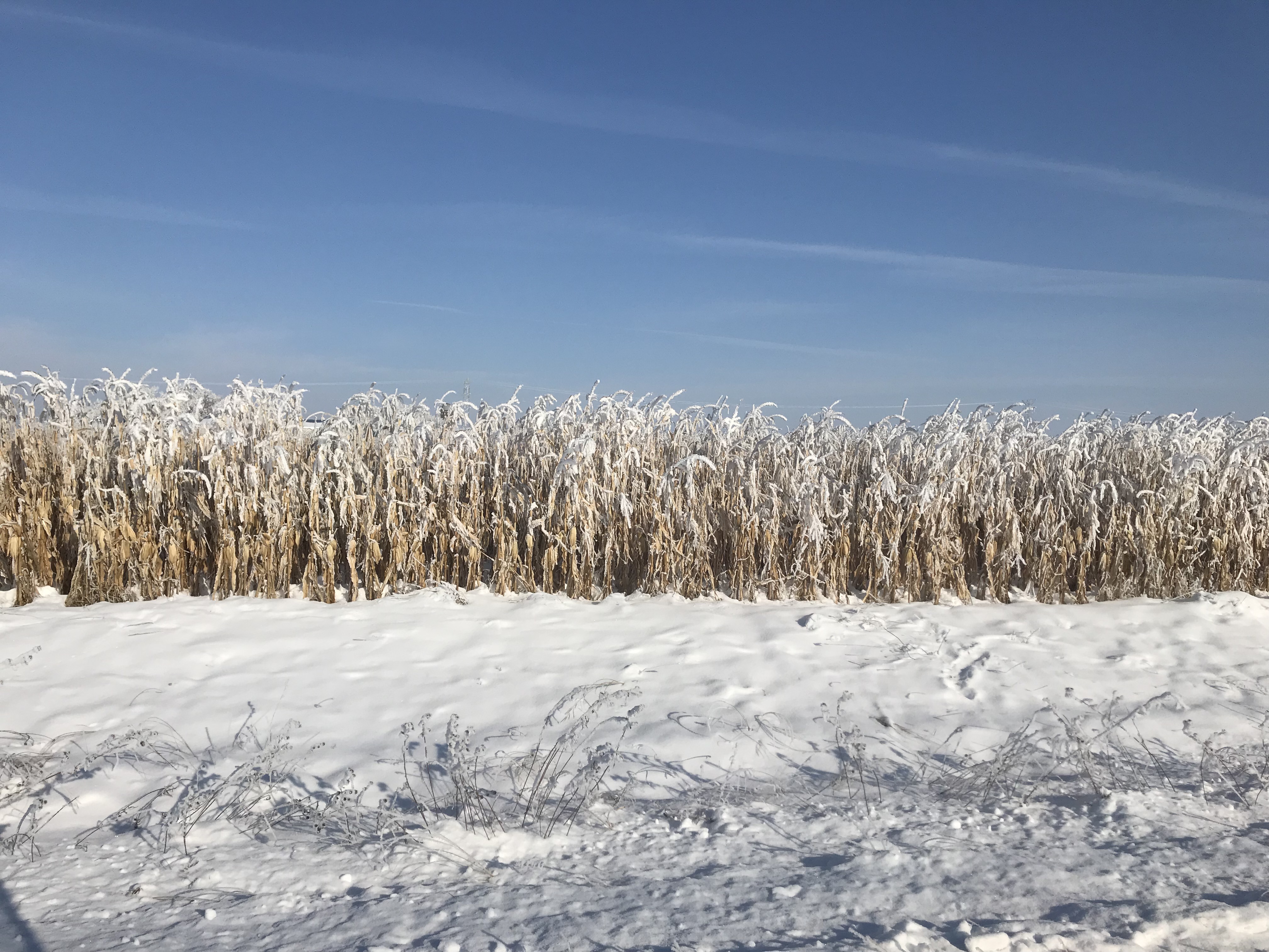 A snow-dusted corn stand.