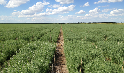 A sprawling green field of field pea plantings