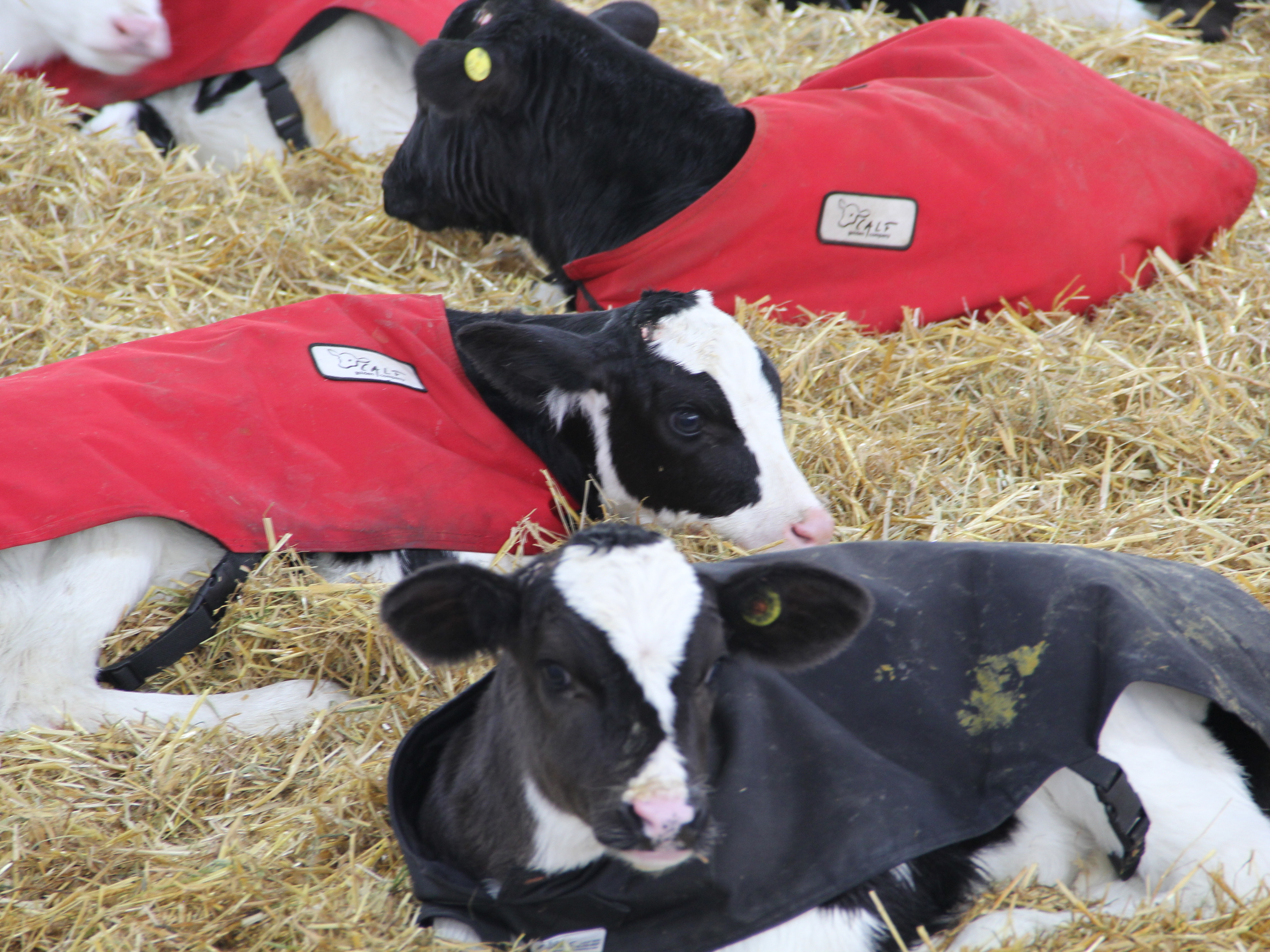 Holstein Dairy Calves lying in fresh straw, wearing calf blankets to help keep warm.