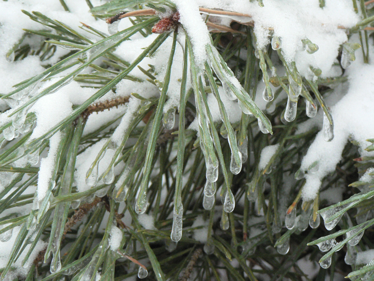 pine tree needles with ice