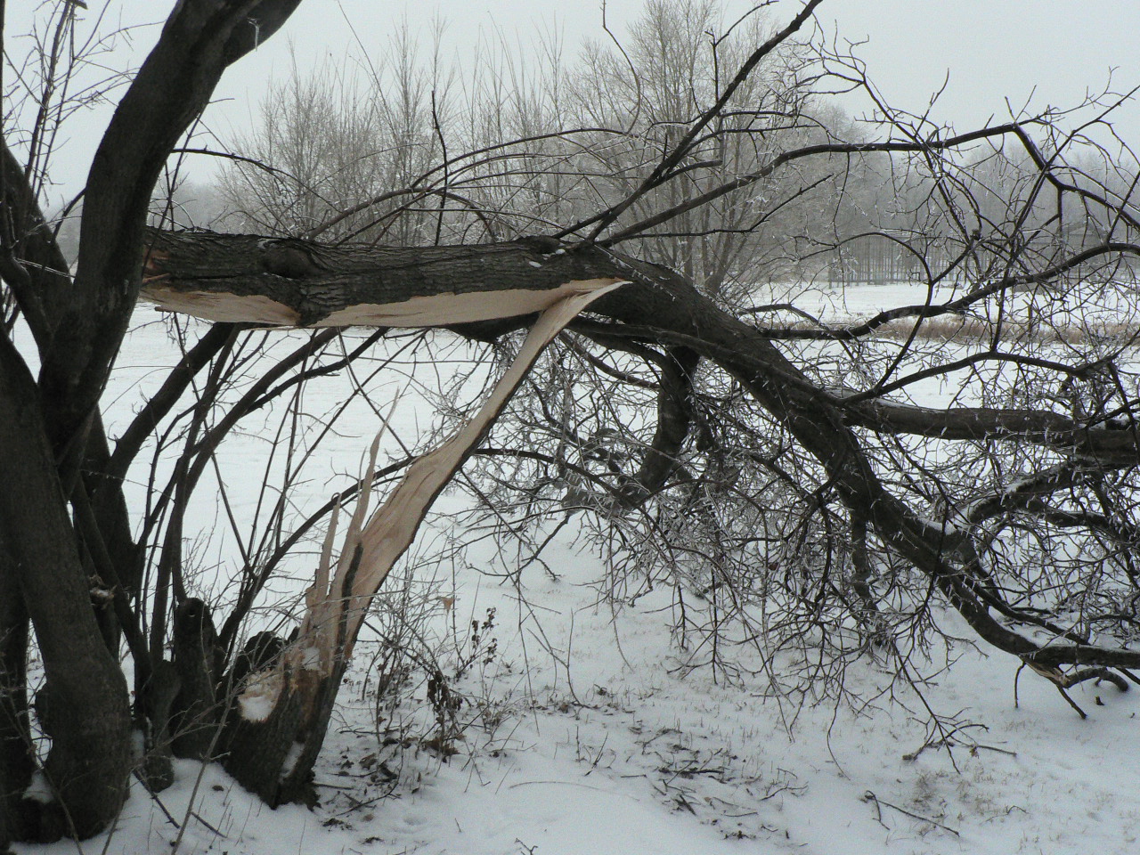 a broken brown tree branch