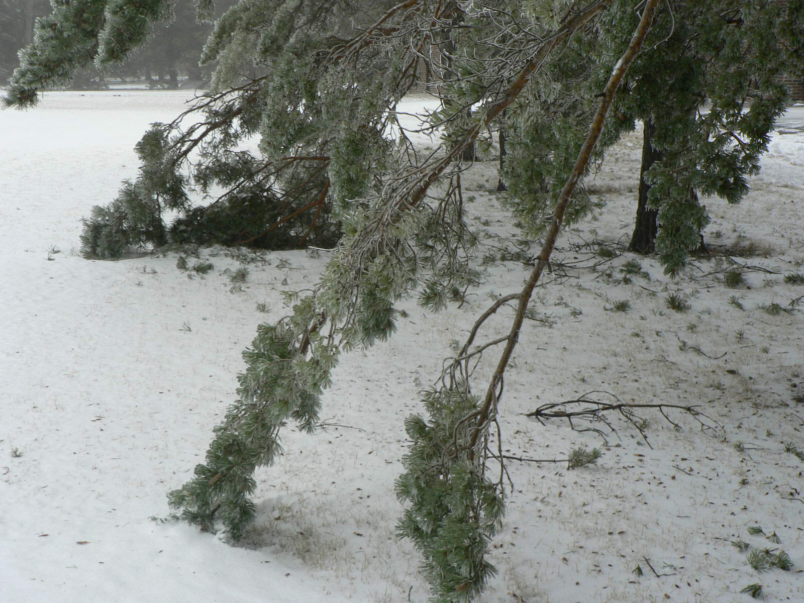 a pine tree branch touching the ground in winter