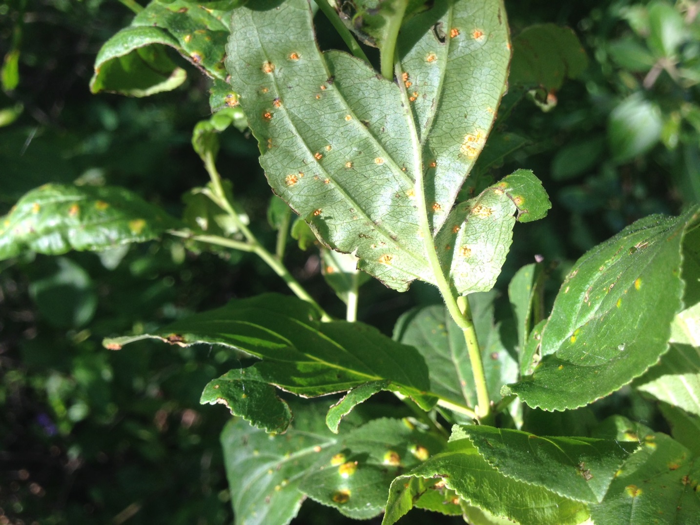 A green, leafy plant with orange-yellow spots developing on it.