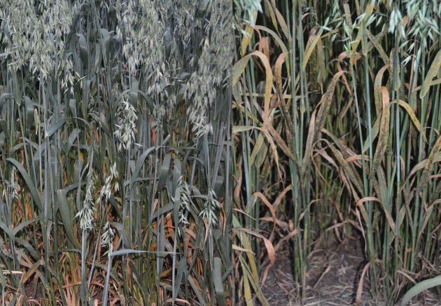A side-by-side comparison of two oat varietes. The one on the right has crown rust developing on it.