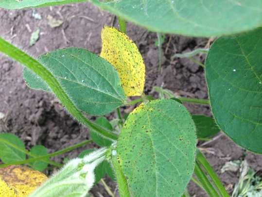 A yellowing soybean plant with brown spots on the leaves.