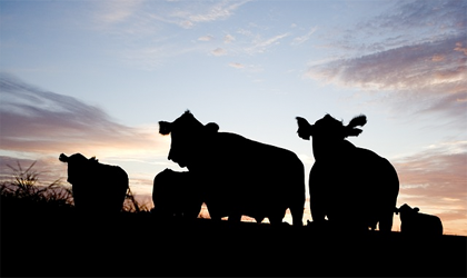 Silhouettes of a small group of cattle against a sunset.
