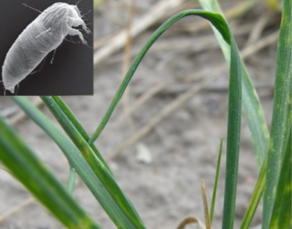 wheat stalks and a image of a wheat curl mite