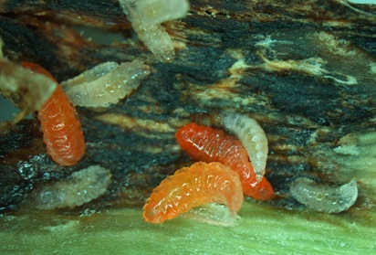 A group of white, transparent, and orange colored larva on a soybean stem