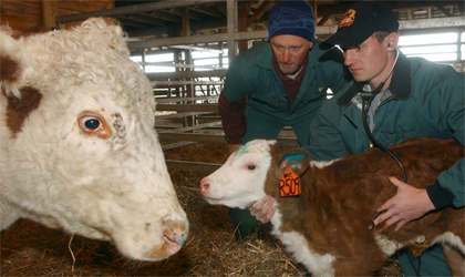 A vet and a producer examining a calf with the calf's mother in the foreground.