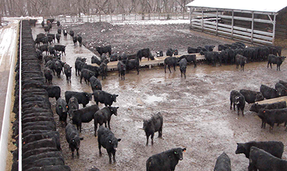 cattle in a wet snowy feedlot