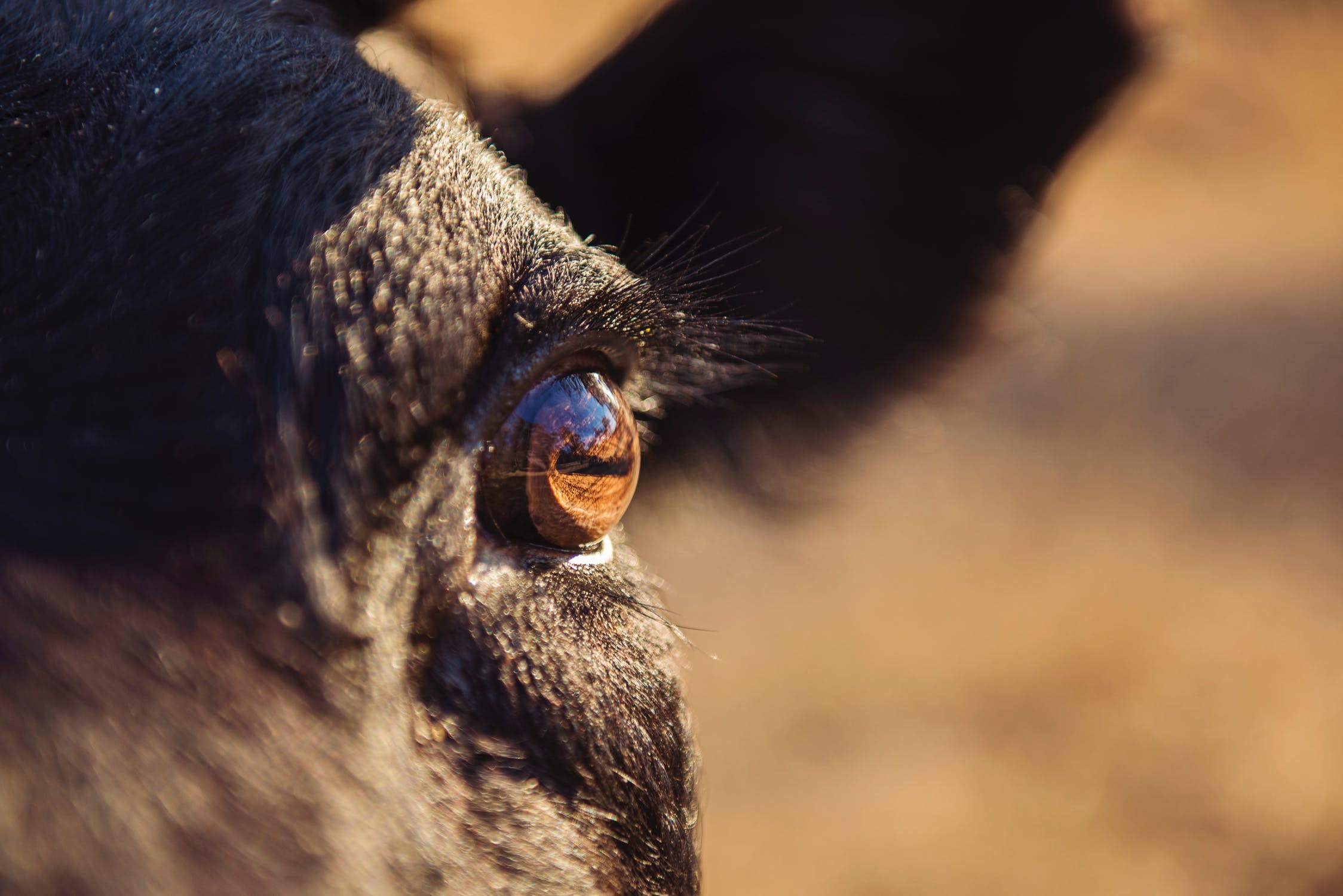 A close shot of a cow's eye. The cow seems to be in pain.