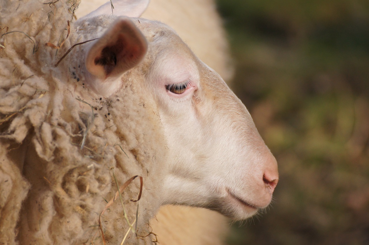A closeup of a sheep's face. The sheep looks to be in pain.