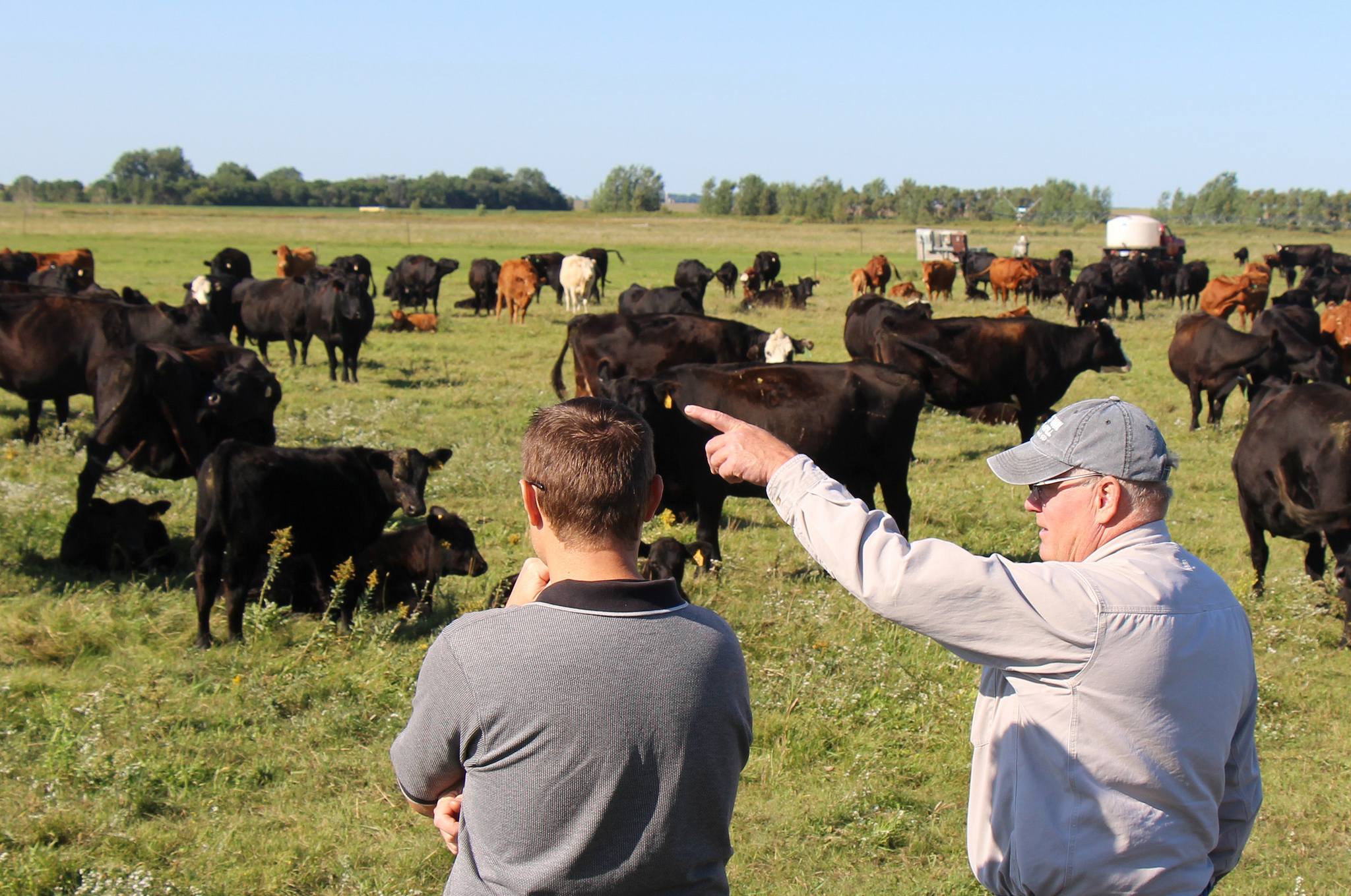 Two ranchers observing a herd of cattle at pasture.