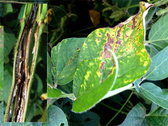 soybeans showing brown stem rot