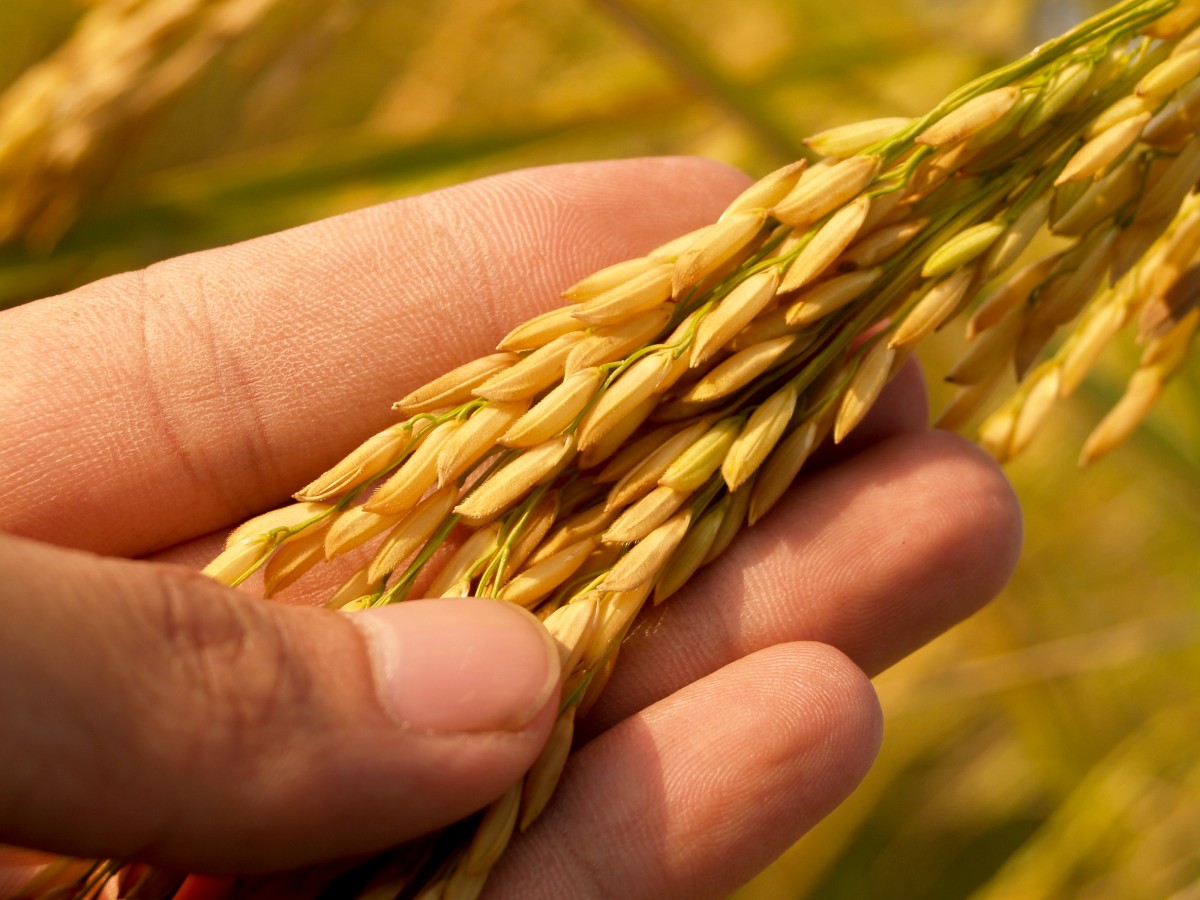 A hand examining a wheat plant in a wheat field