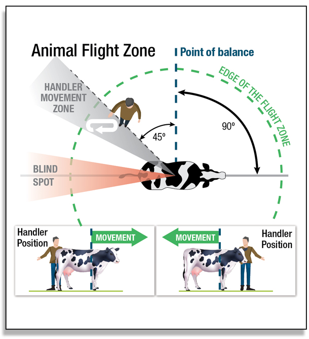 A diagram outlining the flight zone for dairy cattle. Call Heidi Carroll at 605.688.6623 for more information
