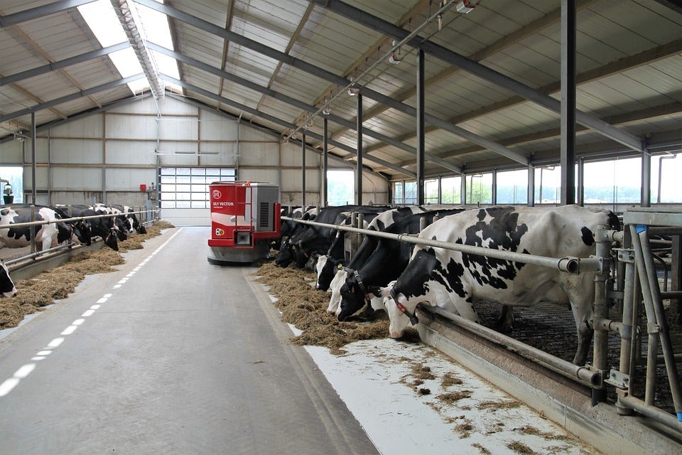 A group of dairy cattle inside a dairy barn.