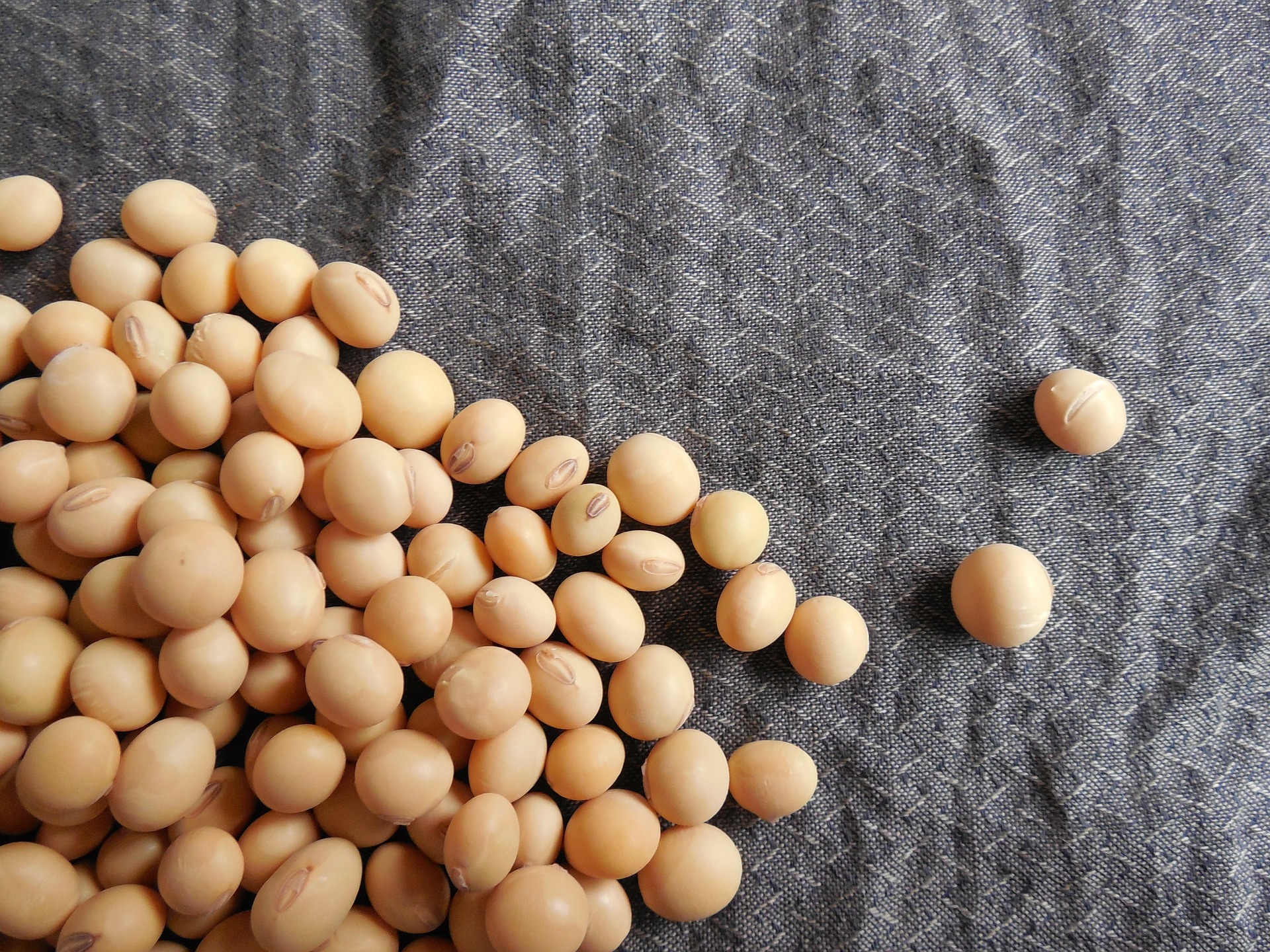 A small pile of harvested non-gmo soybeans on a grey cloth.