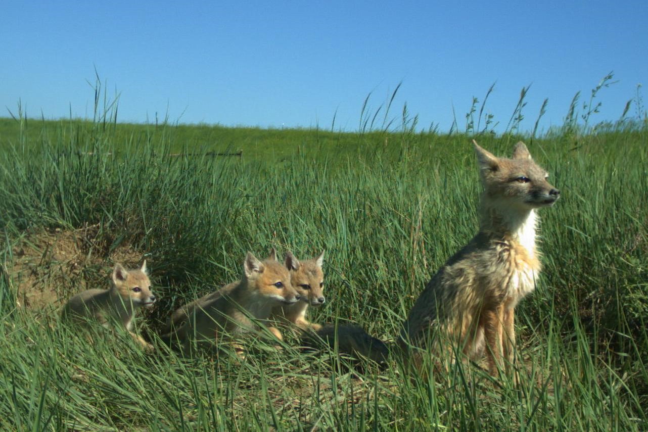 A swift fox with her young sitting in a grassy patch of rangeland.