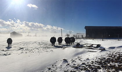 cattle out on a snowy white day