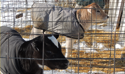 Two dairy calves in a small pen wearing warming jackets.