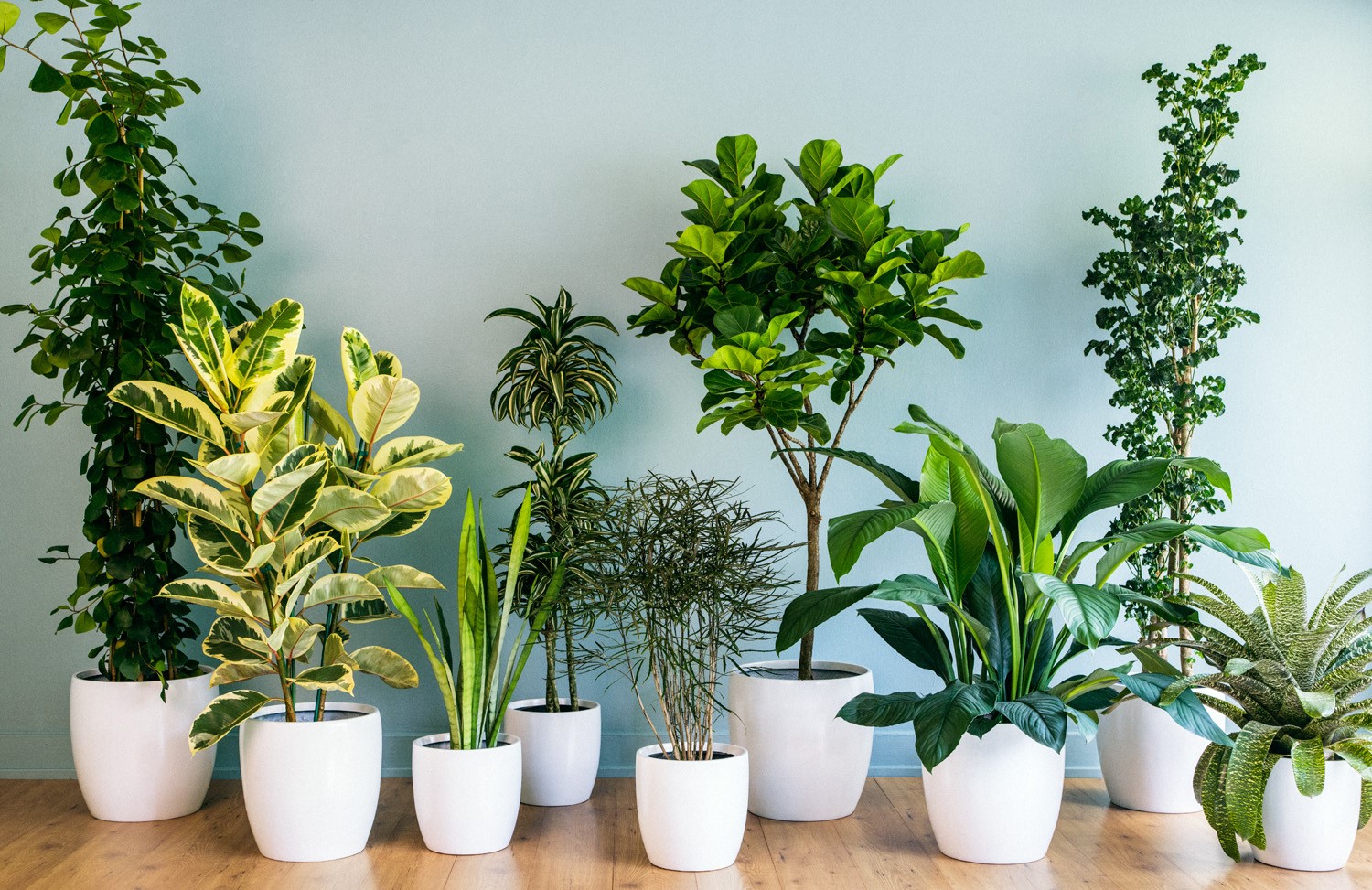 several green houseplants in white containers