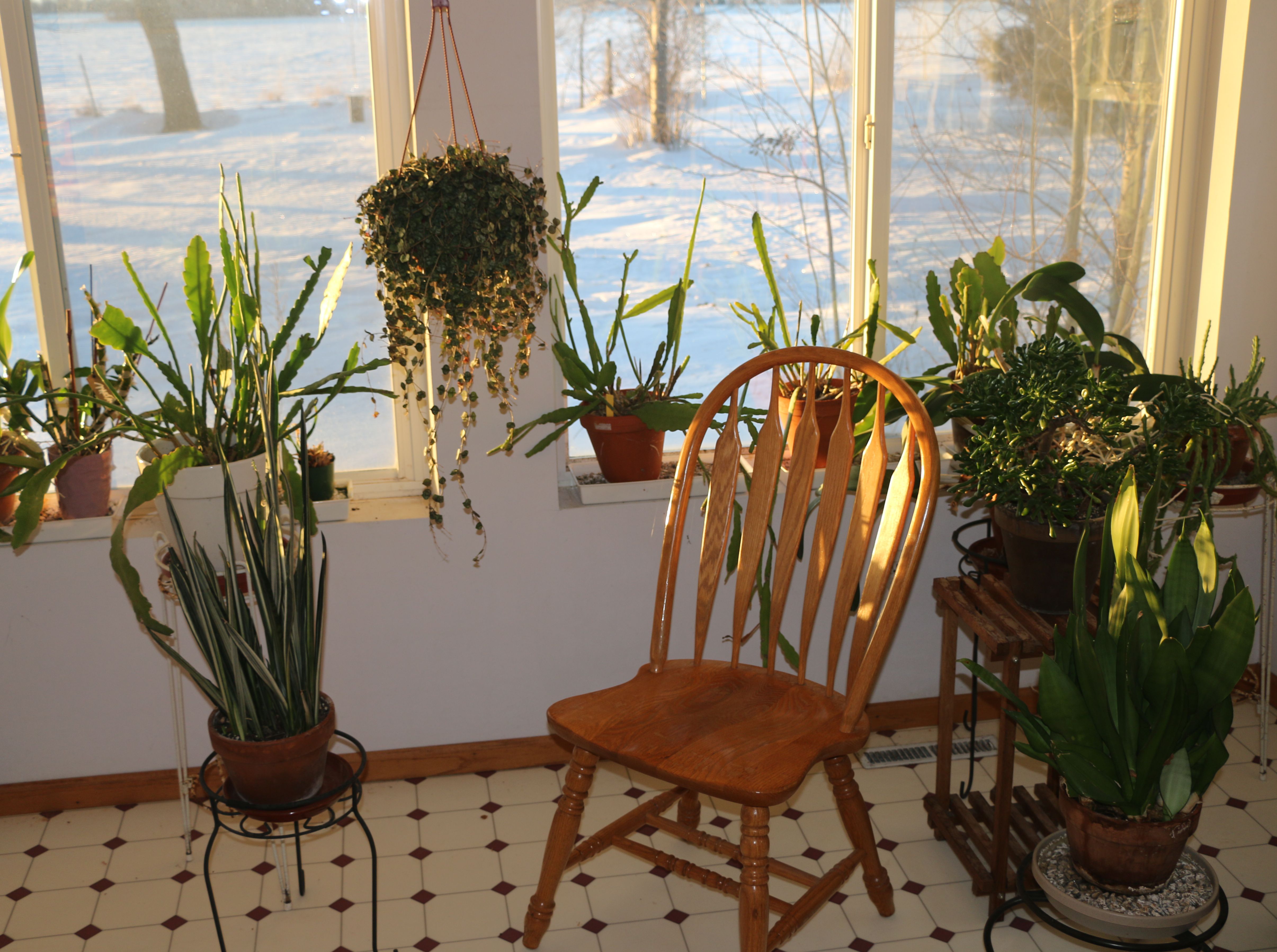 green plants next to a chair next to a window