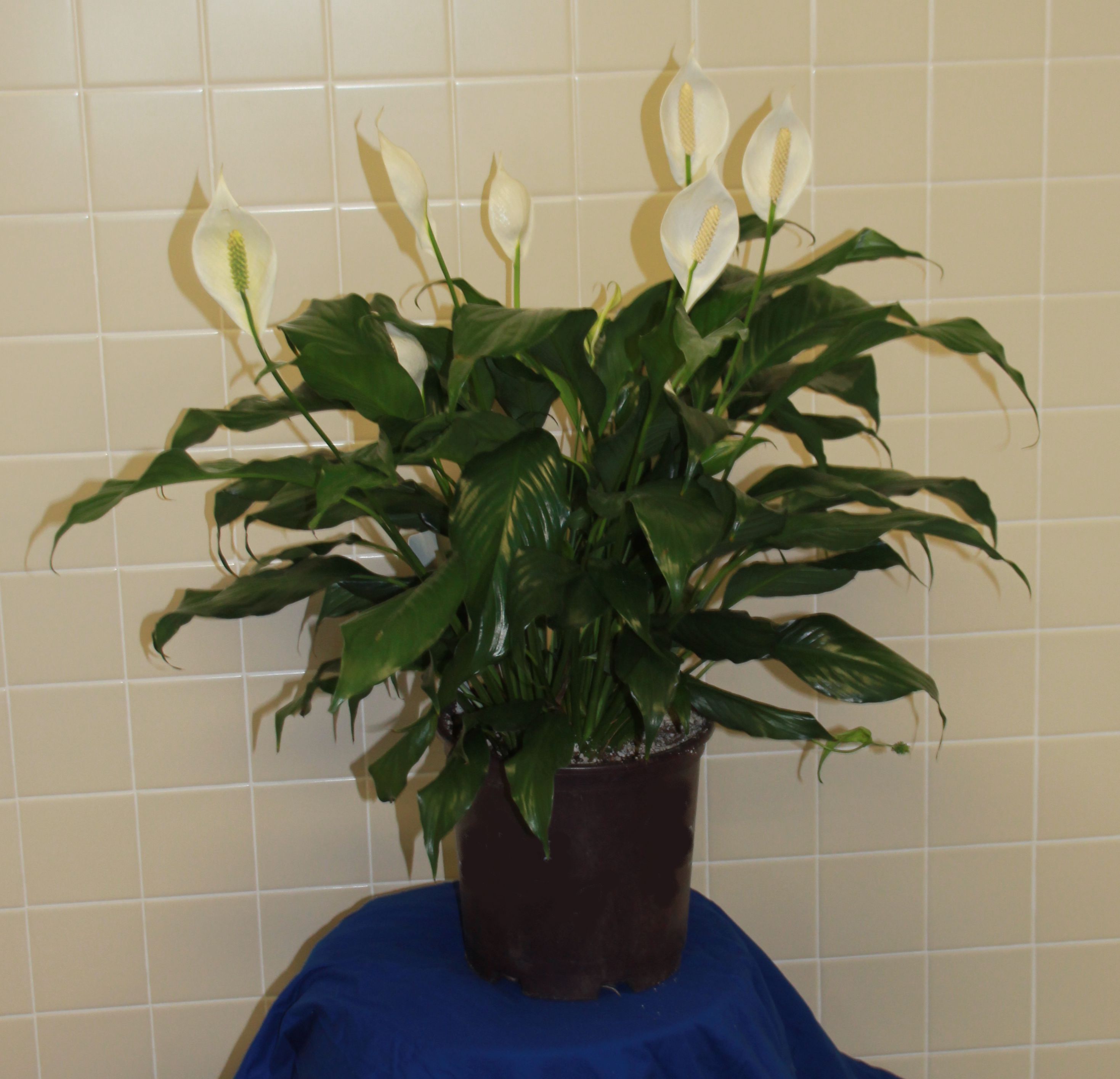 a green leafy plant with white flowers