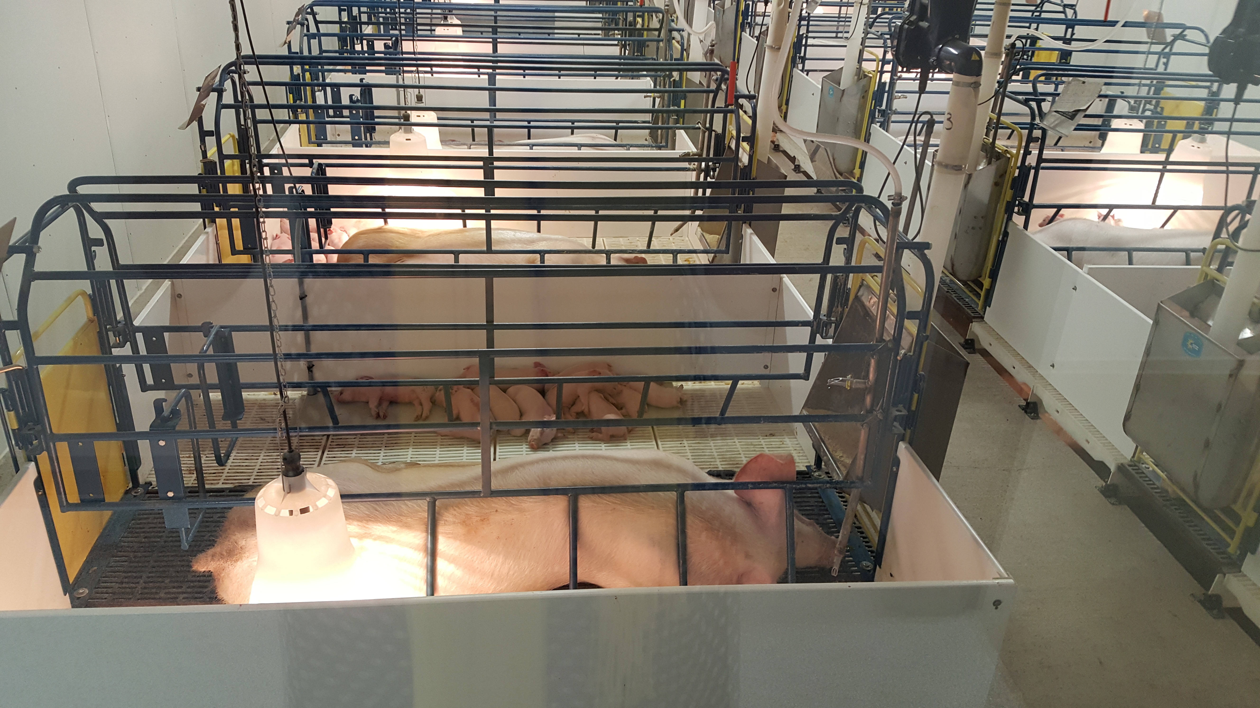 A row of sow pens in a swine facility.