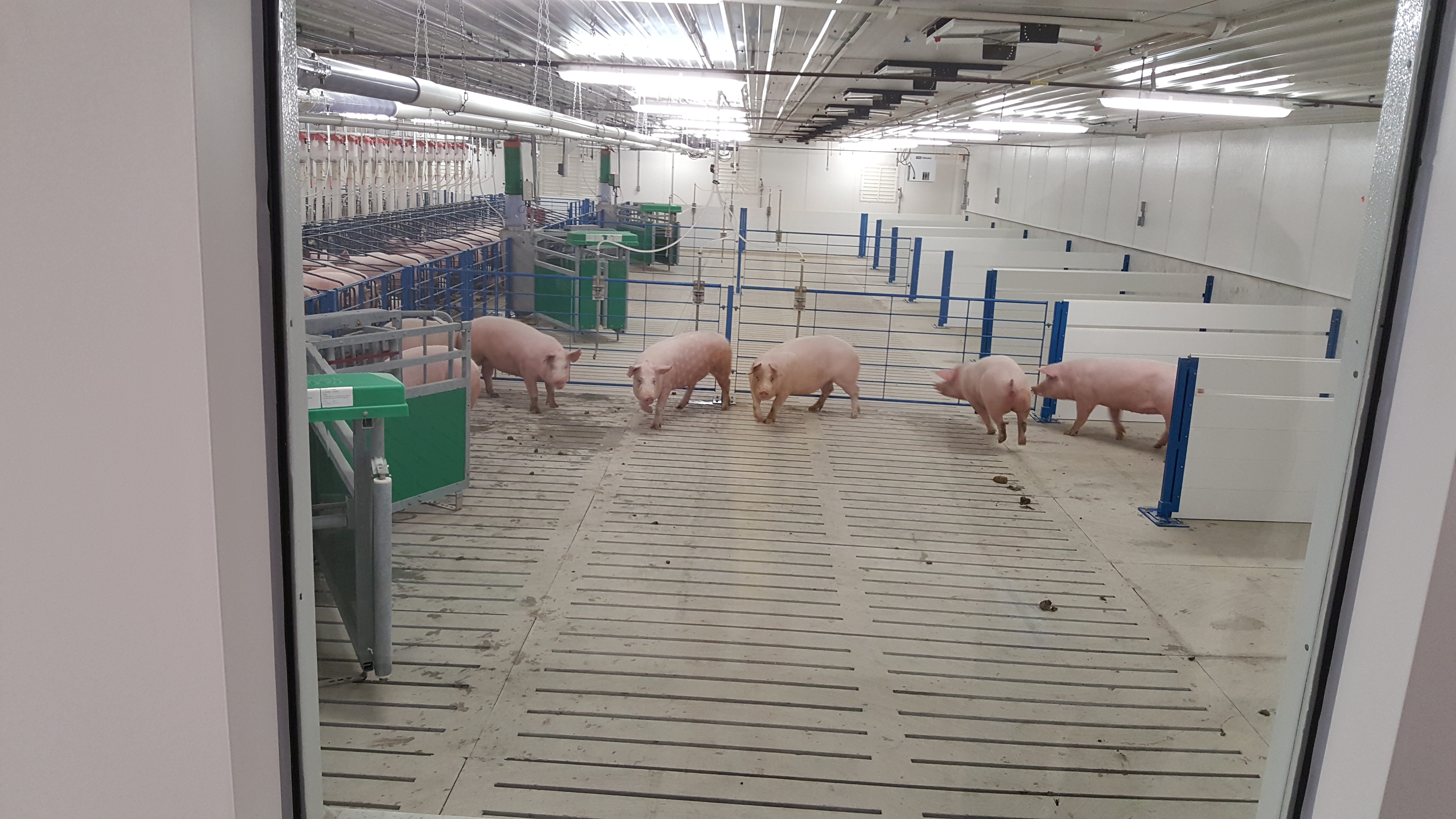 A group pen in a swine facility with plenty of space.