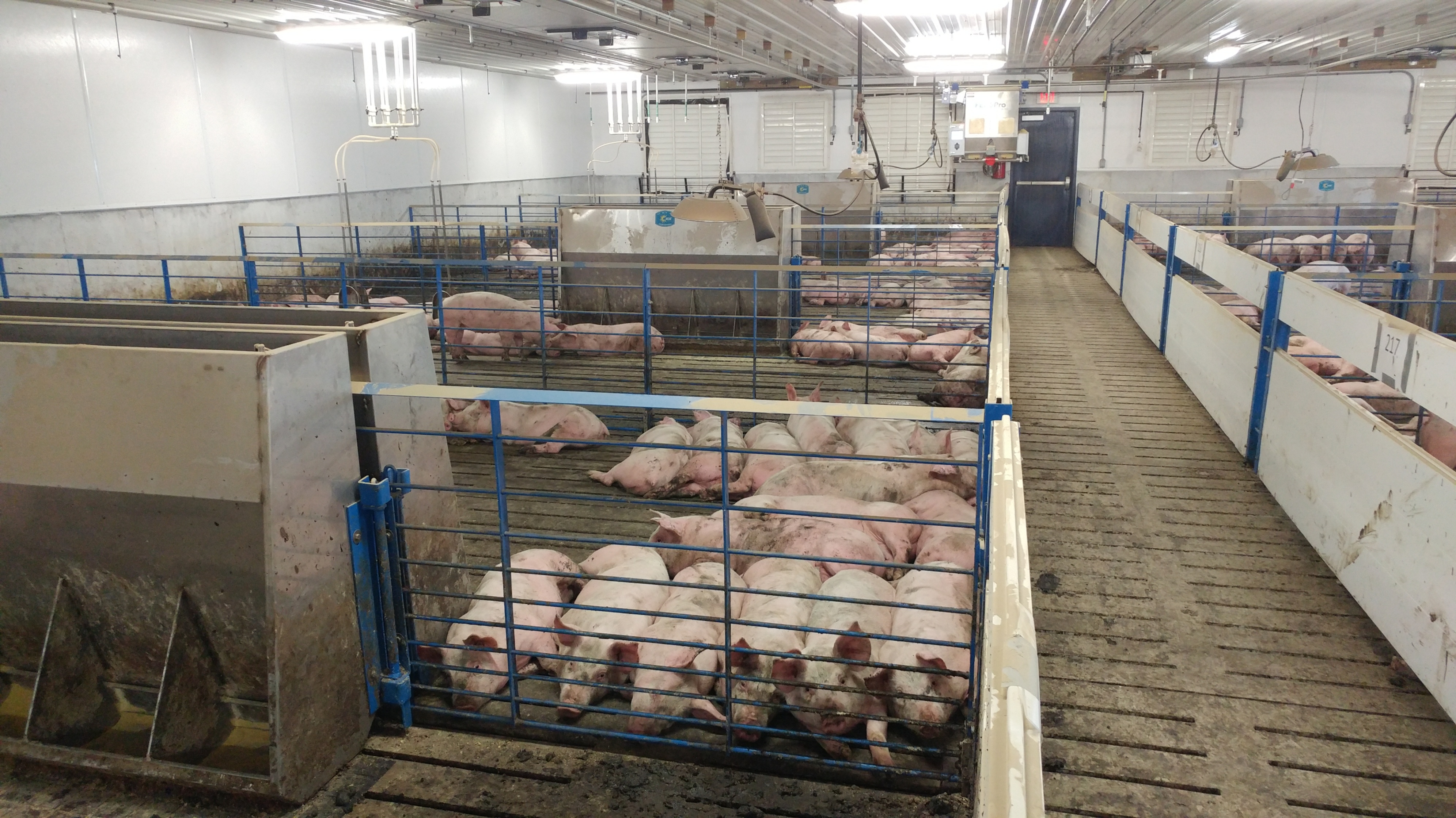 A group of matureing swine in a group pen.