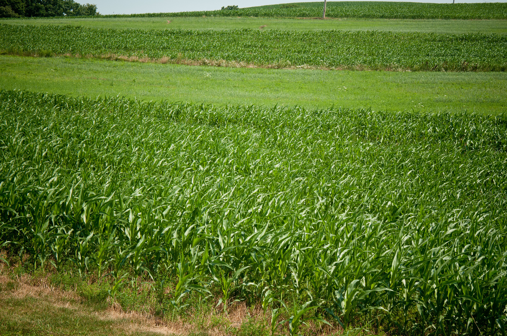 A lush field with corn, soybean, and forage rotation.