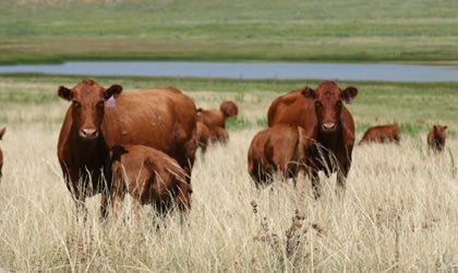 Two red angus cows with their calves at pasture.