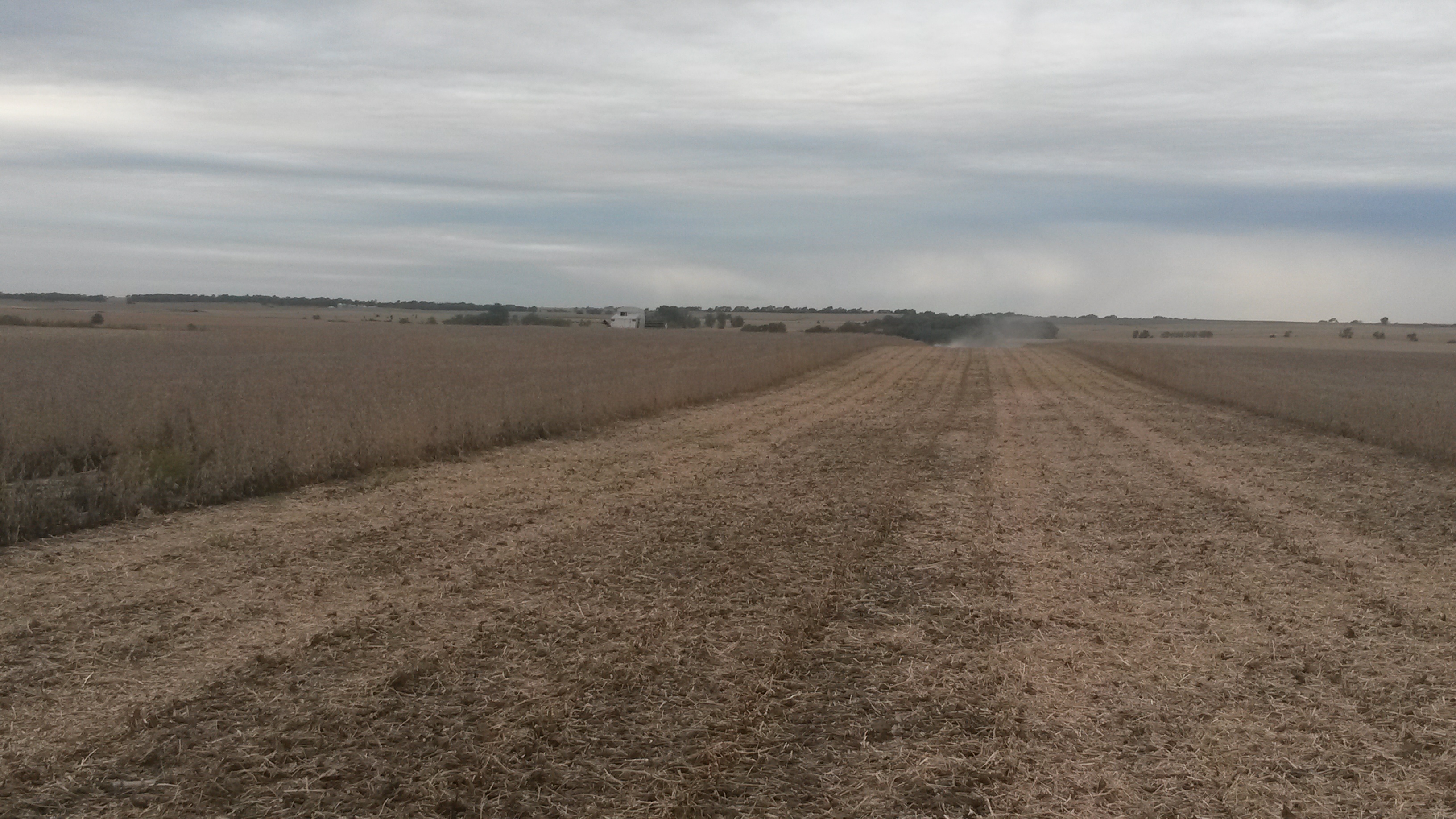 A large soybean field being harvested. About half the field is harvested.