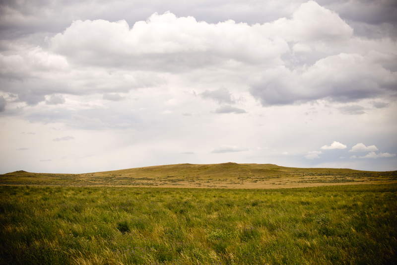 A vast, open rangeland with a few patches of weeds.