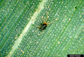 a small brown mite on a green plant