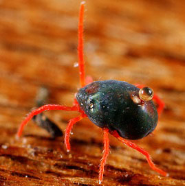 a small black mite with red legs on a brown plant