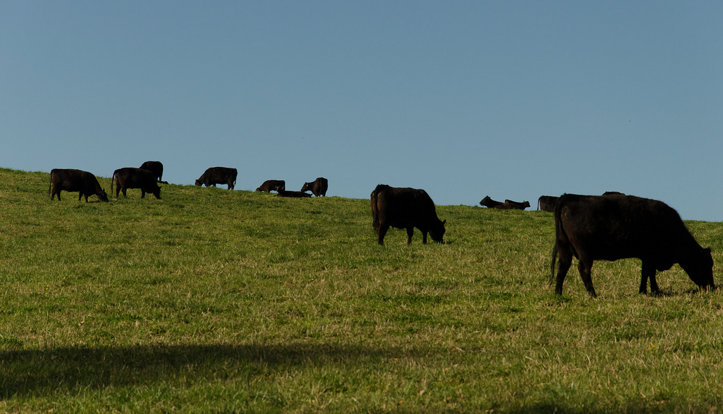 A small herd of cattle grazing on green pasture.