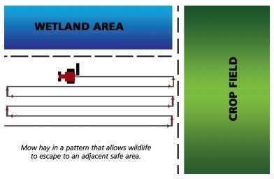 A diagram outline cutting patterns for hay. Call Jimmy Doyle at 605.842.1267 for more information.
