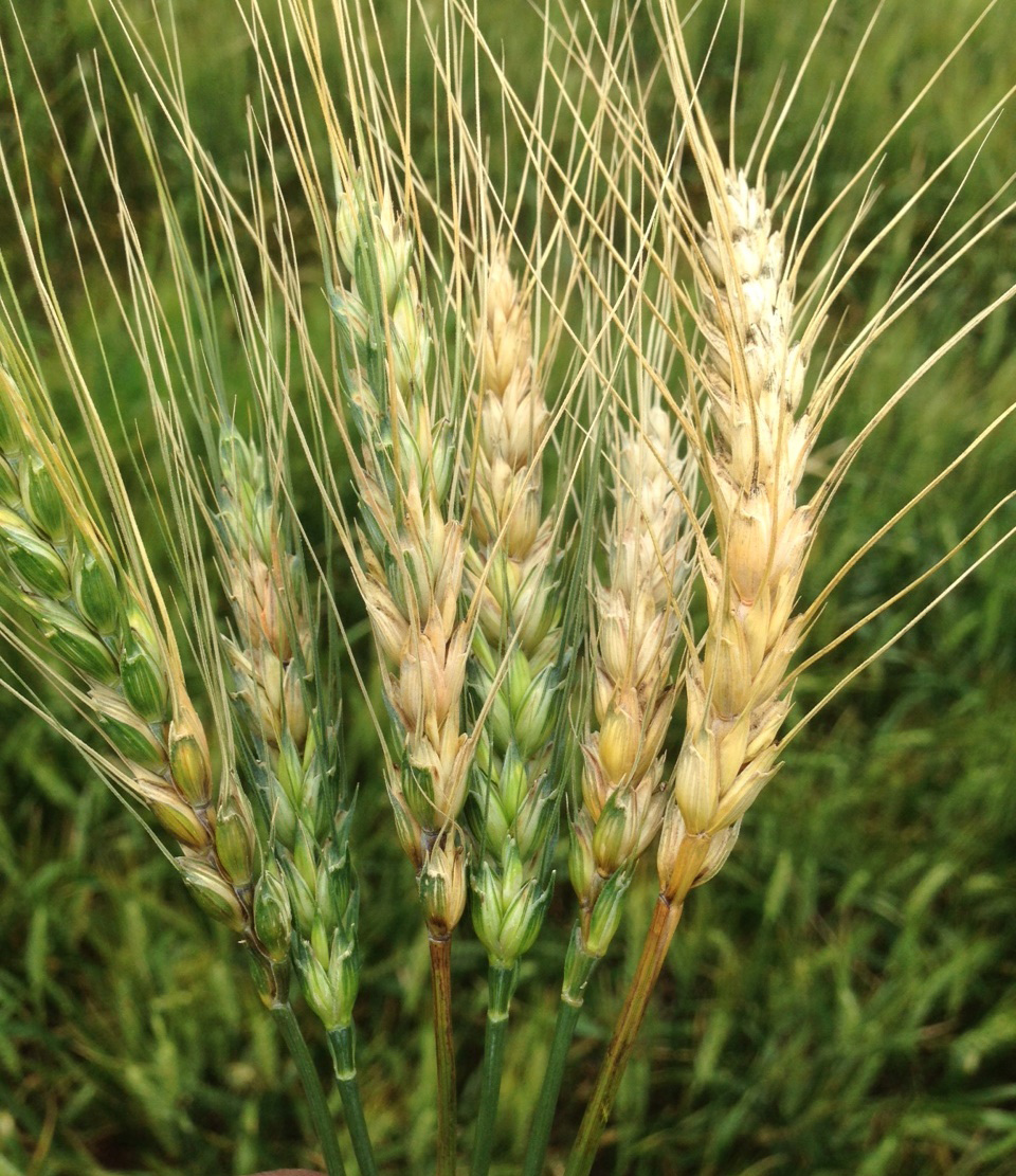 Wheat heads with extreme white-yellow bleaching.