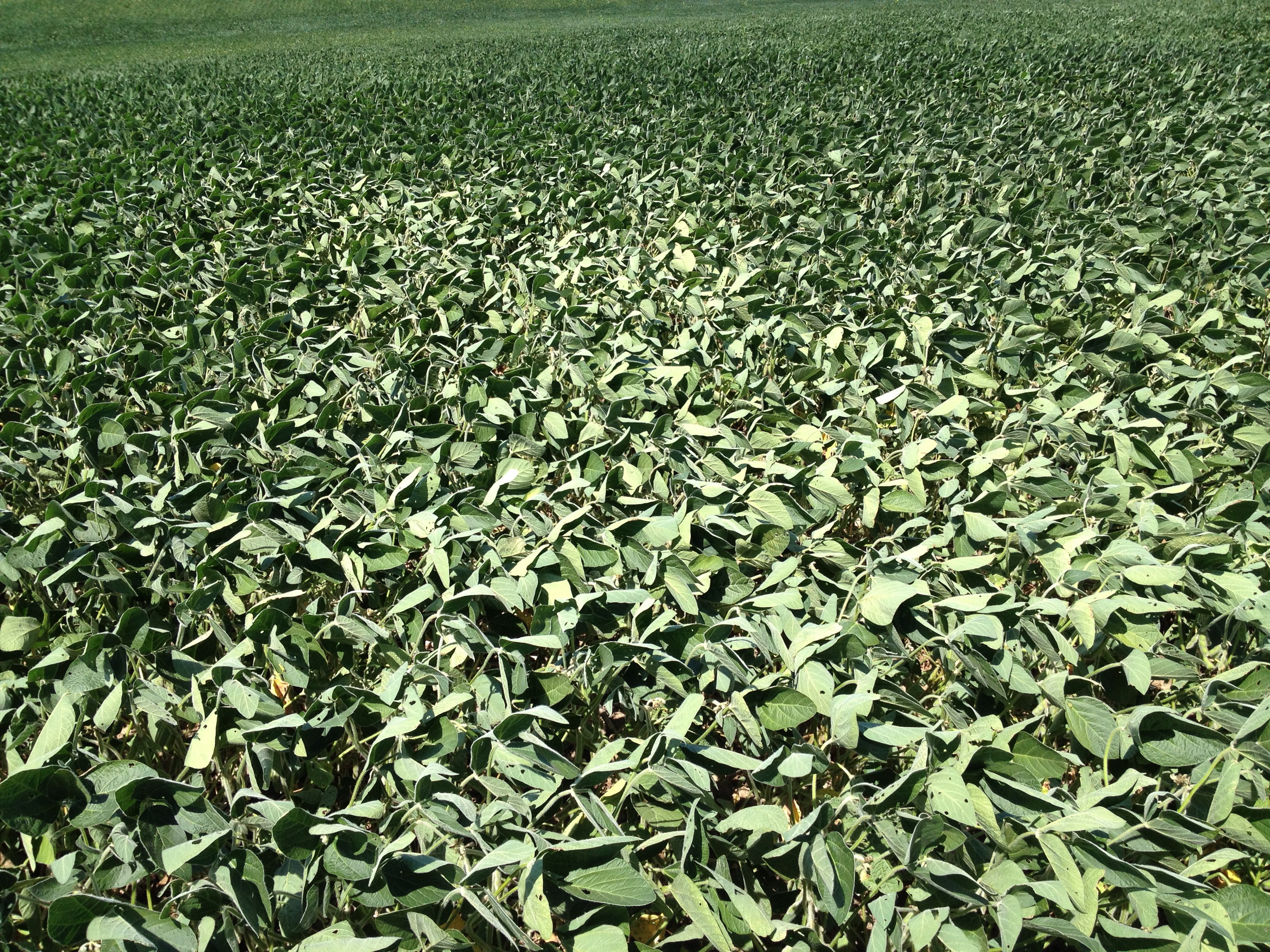 A field of soybeans with leaves flipping upward.