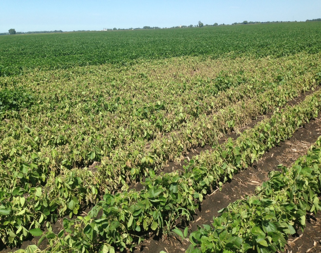 A soybean field with notisable yellowing and browning on a section of plants.