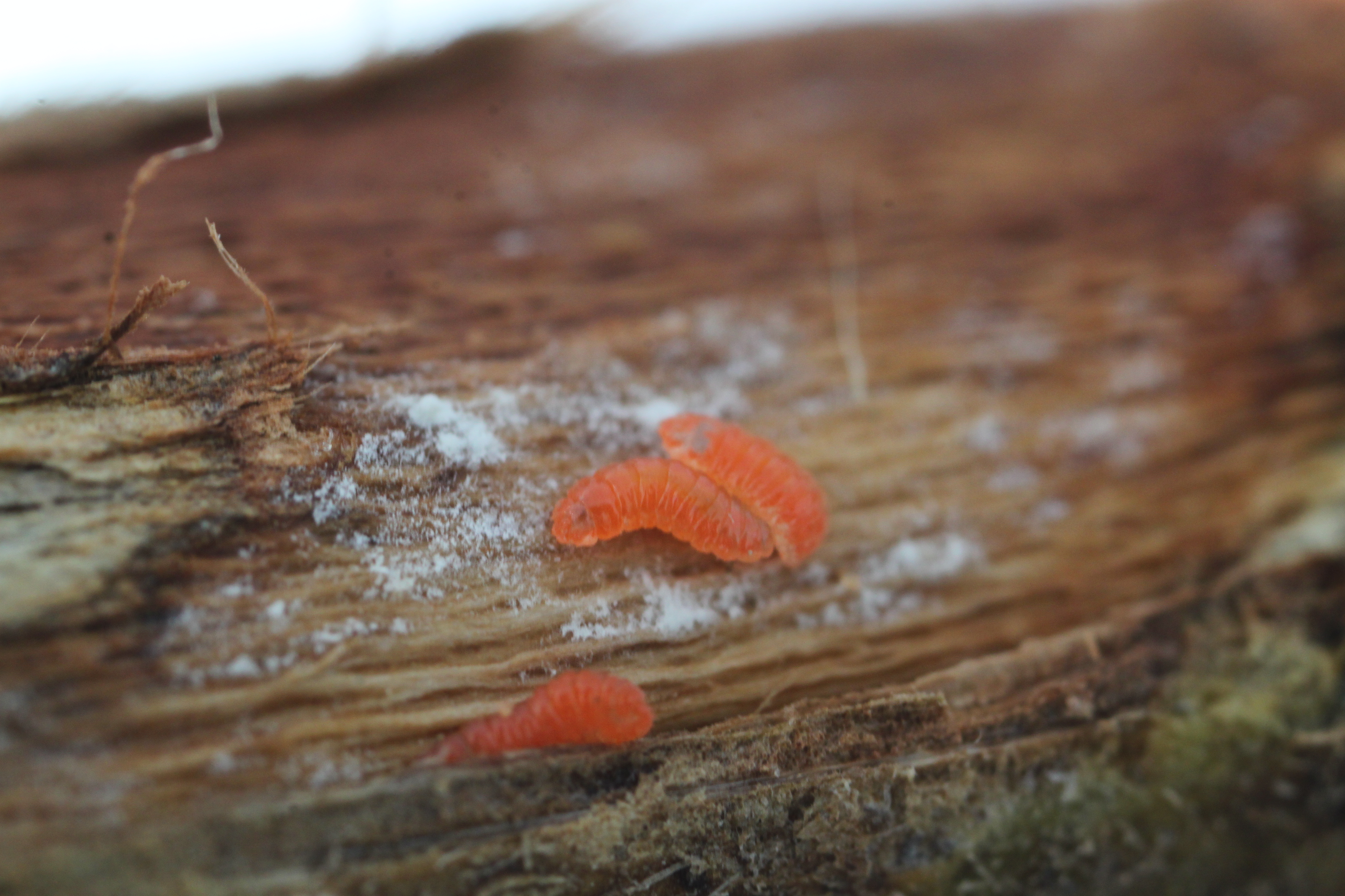 small orange larvae on a stem