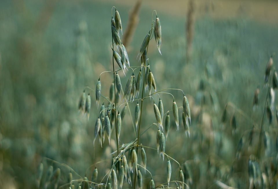 a strand of oats in a field