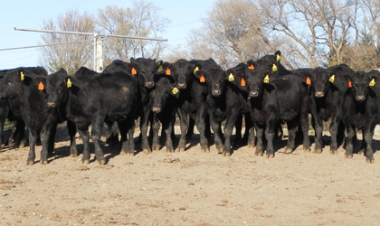 A group of calves in a feedlot.