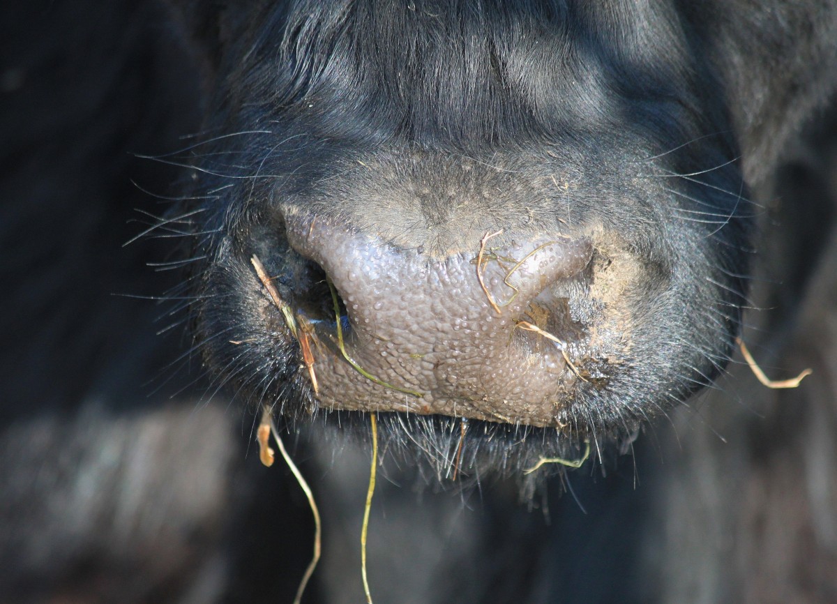 A closeup shot of a cow's nose and mouth.