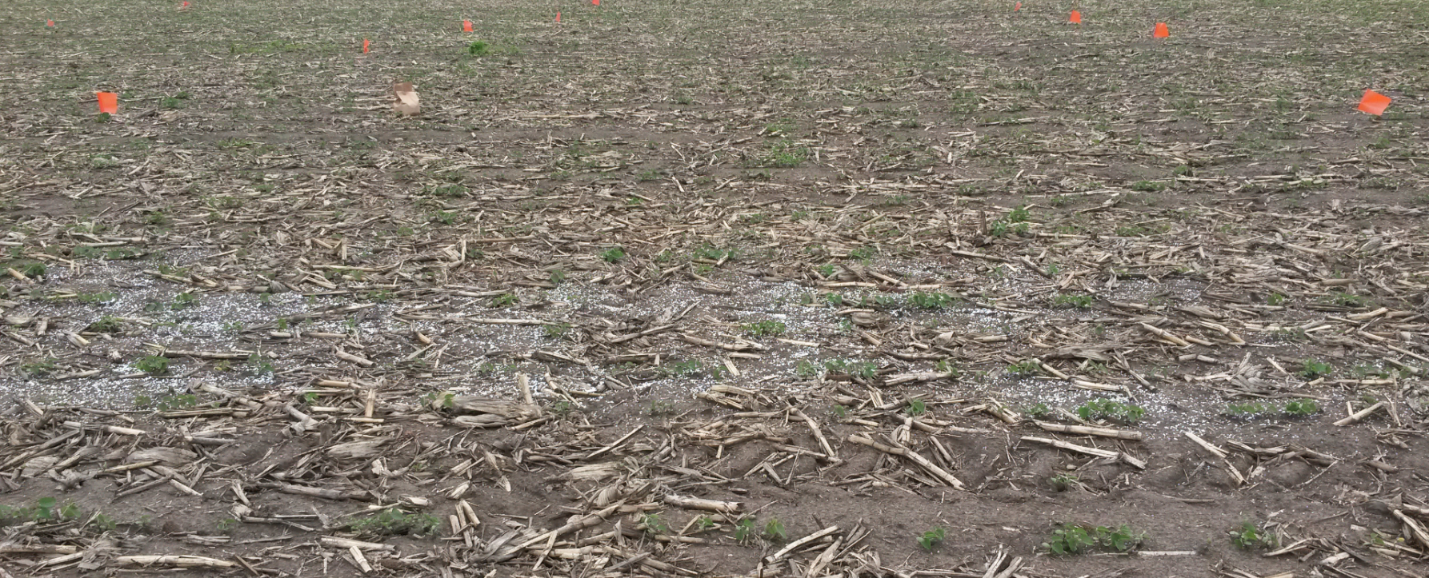 a newly planted soybean field with white fertilizer sprinkled throughout