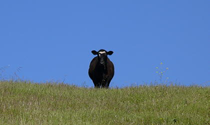 A black cow grazing on a public grassland.