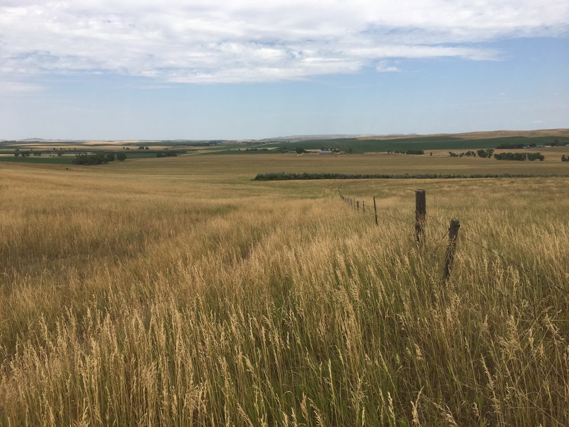 a light brown pasture